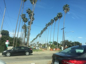 Stately palm trees 